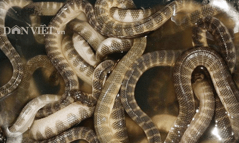 Về Cà Mau nao nao nhớ khúc dồi đẻn