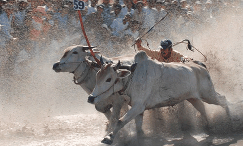 An Giang: Háo hức chờ xem hội đua bò tại đất ruộng chùa Rô