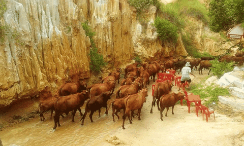  Bình Thuận: 160 con bò gây náo loạn suối Tiên 