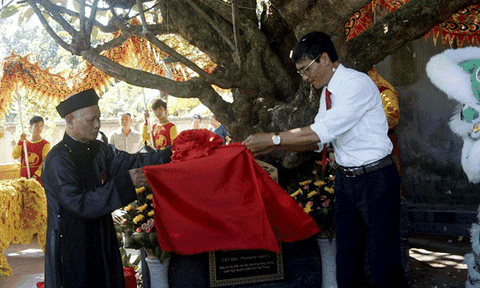 Hải Phòng: Vinh danh cây cổ 400 năm