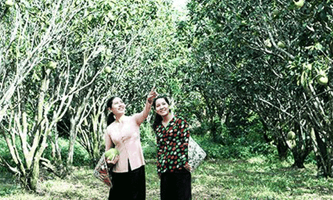 Cồn Sơn (Cần Thơ) phát triển du lịch cộng đồng