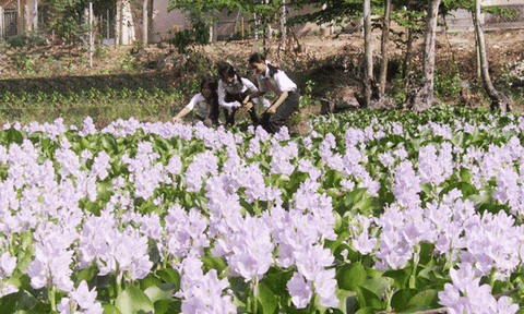 Hoa tím lục bình trên sông nước miền Tây