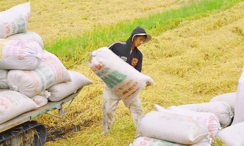 Lúa gạo ĐBSCL đang lên cơn sốt