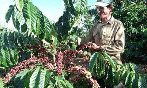 300 triệu USD chuyển đổi nông nghiệp bền vững tại Đắc Lắc