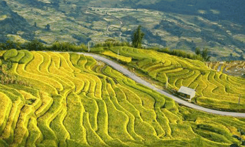 Ruộng bậc thang Y Tý được xếp hạng Di tích quốc gia danh lam thắng cảnh