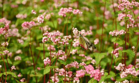 Lên Hà Giang tham gia lễ hội hoa tam giác mạch
