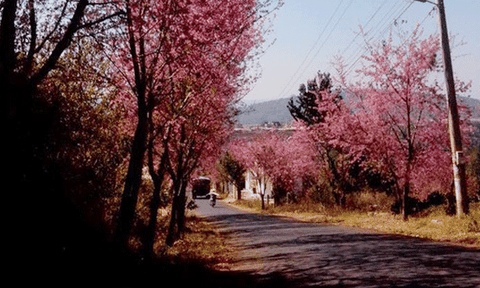  Để mãi là “người con gái trong sương” 