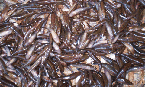 Cá bống trứng kho nước cốt dừa