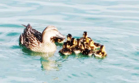 Về Đồng Tháp Mười ăn chén cháo le le!