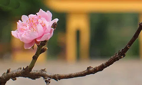 Thu về Cao Bằng, đến thác Bản Giốc khi lúa chín vàng