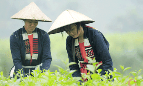 Nguyên liệu và cách thức nhuộm vải của đồng bào Sán Dìu