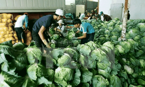 Cần Thơ mở rộng sản xuất và tiêu thụ sản phẩm nông nghiệp sạch