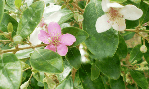 Sắc tím hoa sim Phú Quốc