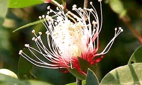 Sắc tím bông bần, thoáng chút bâng khuâng!