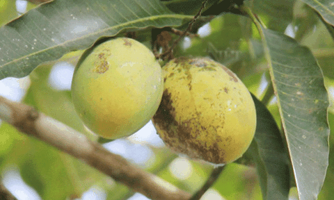 Đặc sản xoài cơm trái nhỏ Quảng Ngãi, ngọt thơm khó bì