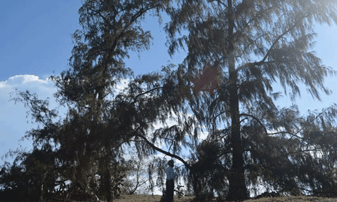 Bí ẩn sức sống thần kỳ của hai cây dương “thần” ở xứ Quảng