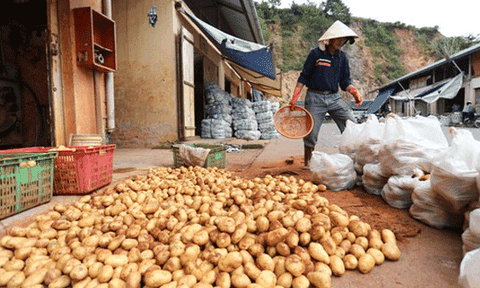  Khoai tây Trung Quốc lại được vào chợ Đà Lạt 