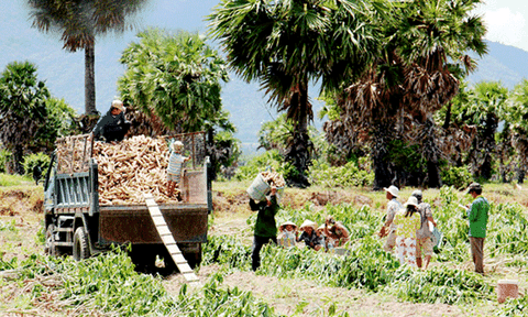 Ngày mùa ô Tà Bang