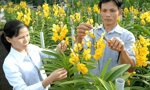 240.000 tỷ đồng xây dựng nông thôn mới và giảm nghèo 