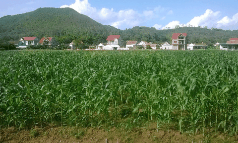 Yên Lộc: Ứng dụng KHKT vào sản xuất cây vụ Đông