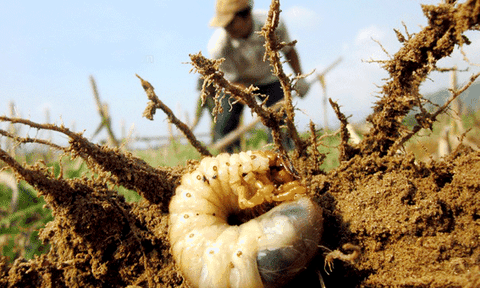 Món sùng đất nướng ngon, bổ, rẻ đặc trưng xứ Quảng