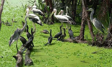 Những trải nghiệm thú vị ở vườn chim Bạc Liêu