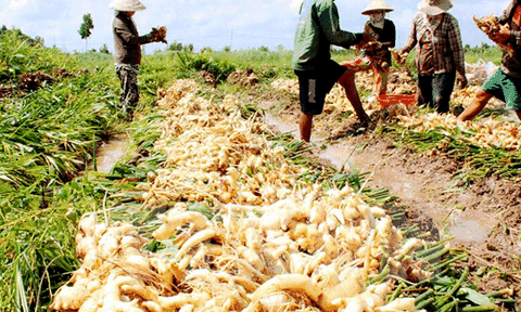 “Vỡ mộng” với cây gừng