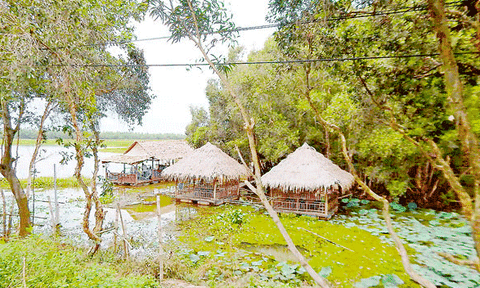 Hấp dẫn Tràm Chim 