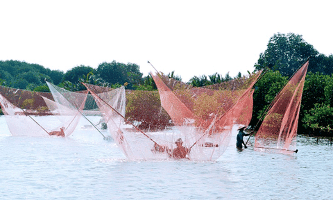 Độc đáo cách bắt cá bằng đẩy xiệp ở Bạc Liêu