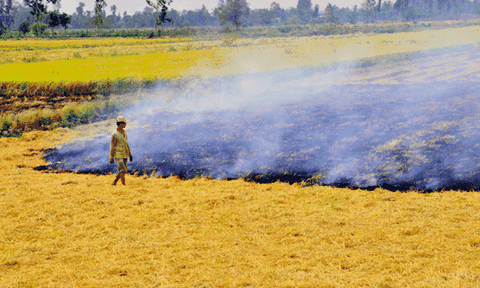 Bâng khuâng mùi khói đốt rơm đồng
