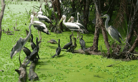 Đất lành Vườn chim ở Bạc Liêu
