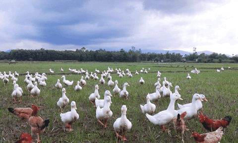 Ngọt lịm trứng vịt đồng hầm tiêu