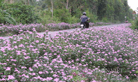 Con đường rợp sắc tím hoa dừa cạn trên Cù Lao Dung