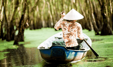 Rừng tràm Trà Sư - biểu trưng của nét đẹp mùa nước nổi