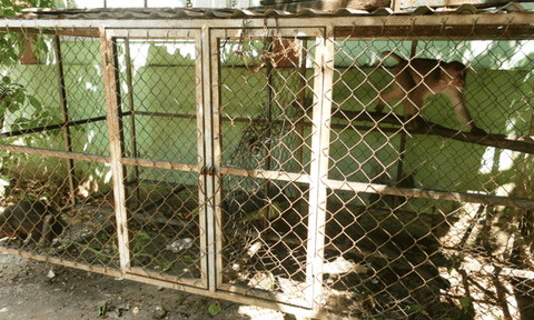 Cần ngăn chặn tình trạng nuôi nhốt động vật hoang dã trái phép