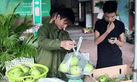 Lệ Rơi phát triển thị trường ổi khắp các tỉnh phía Bắc