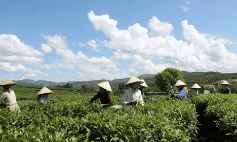 Về với vùng chè bên dãy Hoàng Liên Sơn