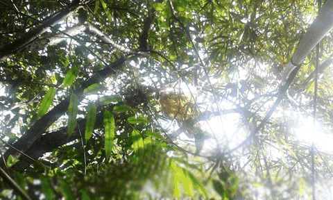 Về U Minh thưởng thức sườn heo ram với mật ong