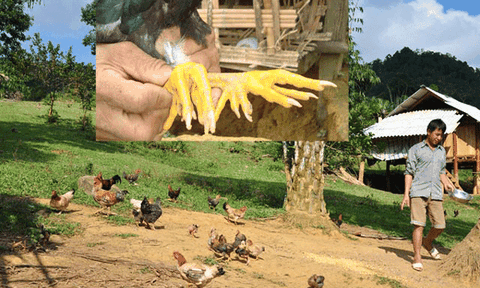 Bí ẩn đệ nhất "chúa gà" 9 cựa