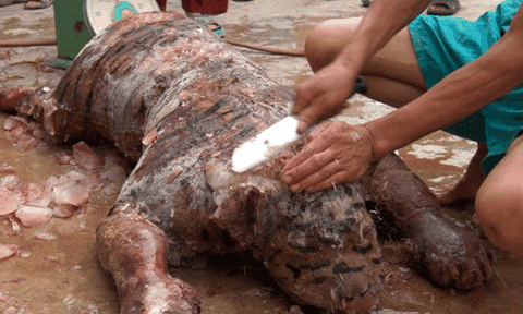 Khởi đăng phóng sự điều tra thâm nhập đường dây buôn hổ và thịt hổ: Chúa sơn lâm vùi thây trong vạc lửa