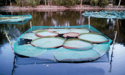 Độc đáo loài sen có thể “chở người” ở Trà Vinh