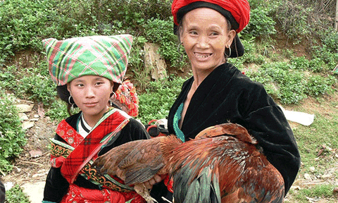 Đặc sản núi rừng rầm rập về phố chờ Tết, cẩn thận bị lừa