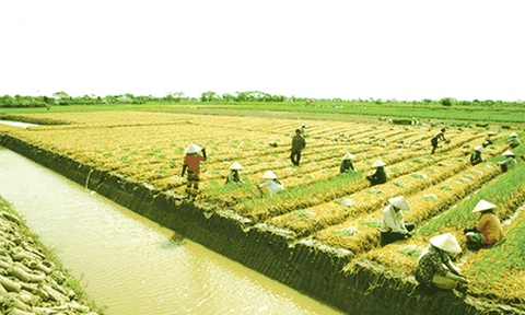 Tâm tình người xứ rẫy