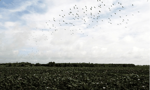 Đồng sen: bản hòa tấu ban chiều