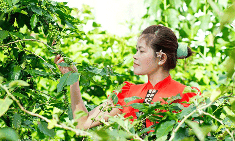 Vẻ đẹp cô gái Thái trong sắc xuân Tây Bắc