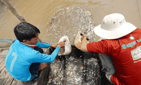  Tết về nhớ quá mênh mang Đồng Tháp 