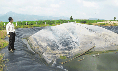 Cam Lâm: Nỗ lực cải thiện môi trường chăn nuôi