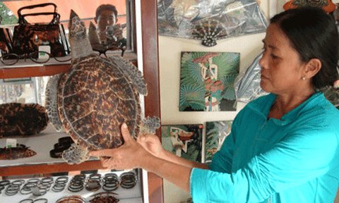 Nghề làm đồi mồi Hà Tiên trước nguy cơ mai một