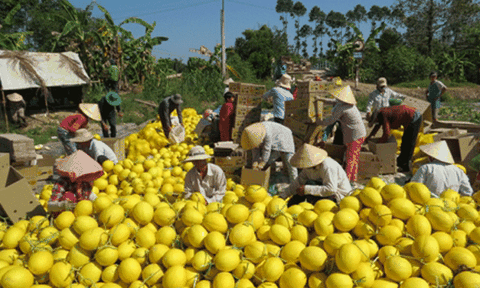 Đồng Tháp: Nông dân vùng màu Lai Vung tất bật thu hoạch vụ dưa lê Tết