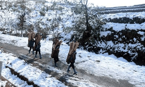 Lào Cai ra công điện khẩn chống chọi với đợt rét khốc liệt đang đến rất gần